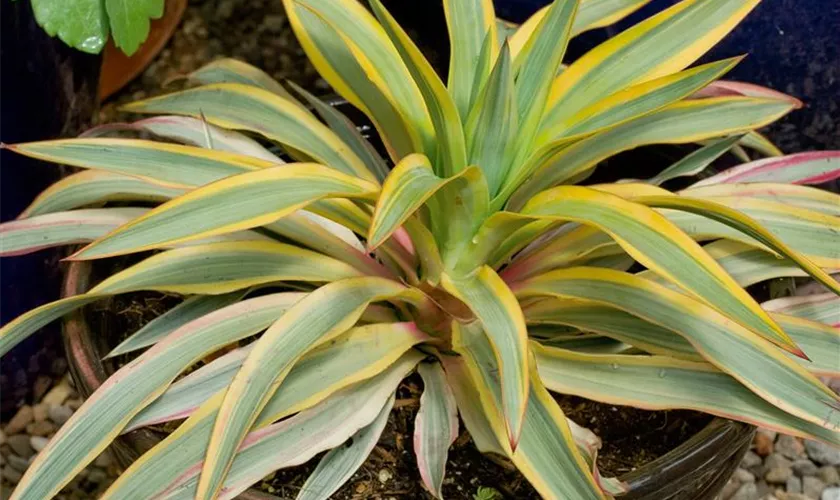 Yucca gloriosa 'Bright Star'