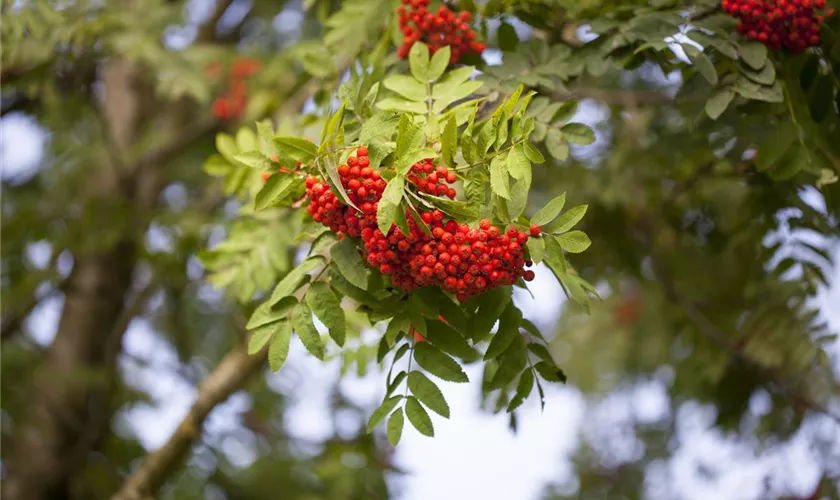 Sorbus aucuparia 'Edulis'