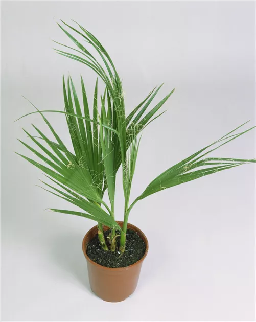 Kalifornische Washingtonpalme Pflanze, Pflege & Tipps  Floragard