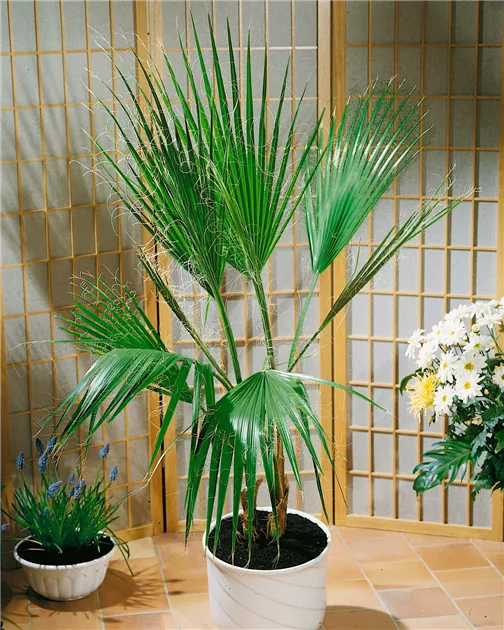 Kalifornische Washingtonpalme Pflanze, Pflege & Tipps  Floragard
