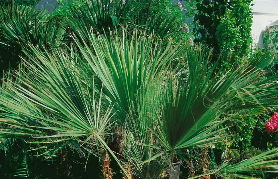Kalifornische Washingtonpalme Pflanze, Pflege & Tipps  Floragard
