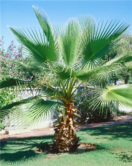 aloe vera barbadensis gel Gaia Garden Herbals Inc