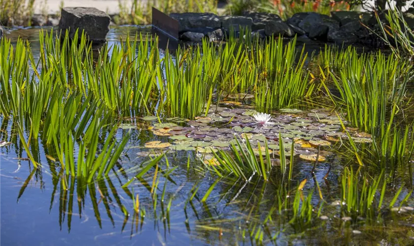 Wasserpflanzen