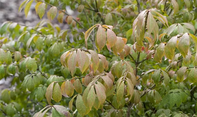 Euonymus alatus 'Compactus', Stamm