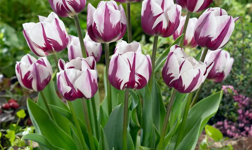 Tulipa 'Rem´s Favourite'