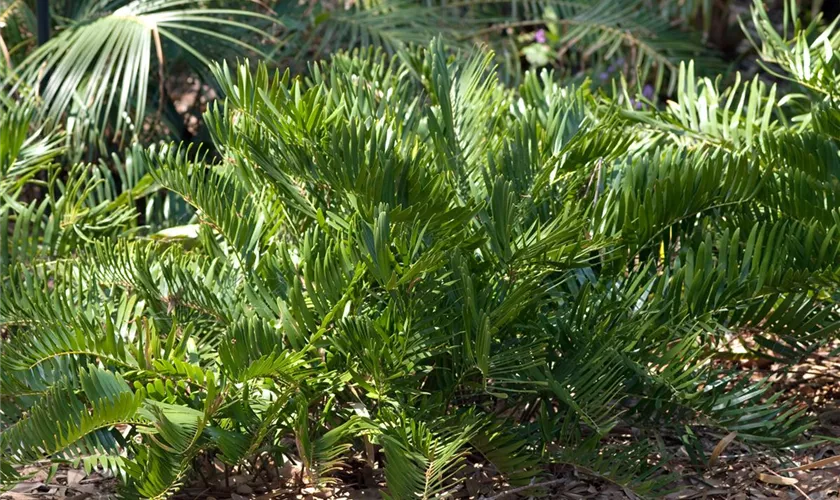 Zamia pumila