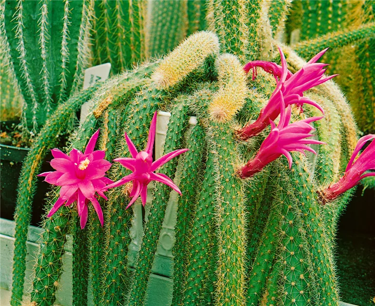 Schlangenkaktus Pflanze, Pflege & Tipps  Floragard