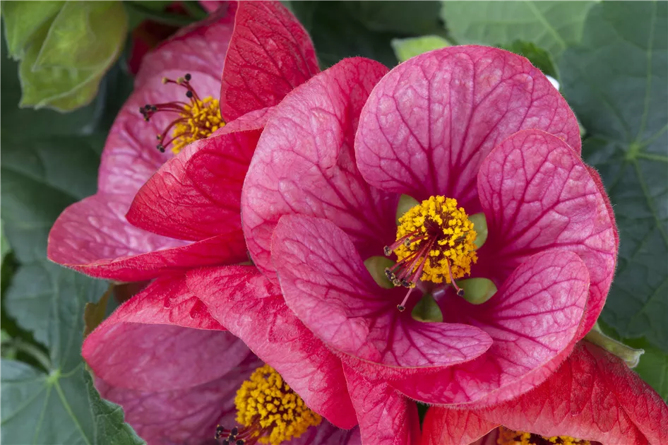 Schnmalve Abutilon Pflanze, Pflege & Tipps  Floragard