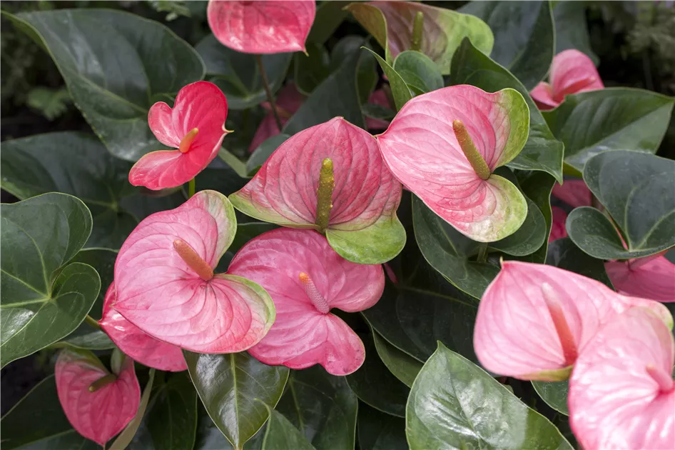 Anthurium x andreanum, rosa Pflanze, Pflege & Tipps  Floragard