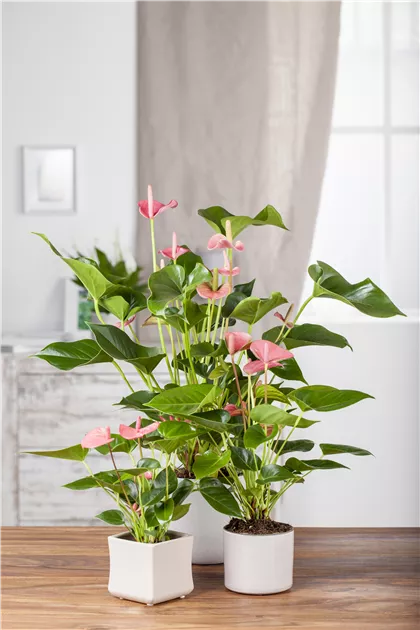 Anthurium x andreanum, rosa Pflanze, Pflege & Tipps  Floragard
