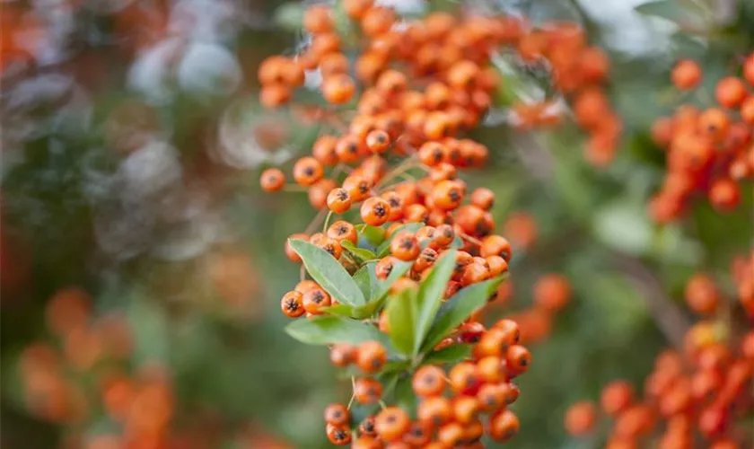 Pyracantha 'Teton'