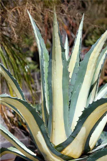 agave illustration Agave Desmettiana Variegata Dwarf Century Plant