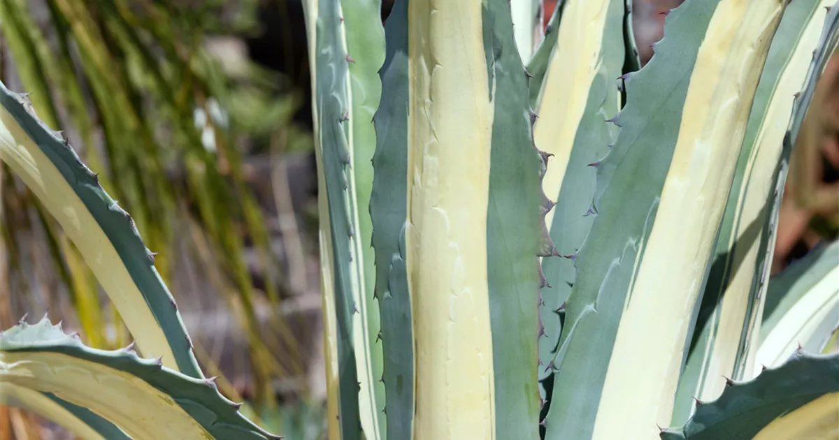 Agave Pflanze, Pflege & Tipps  Floragard