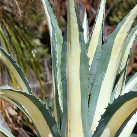 Agave Agave