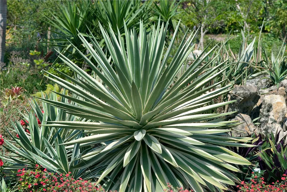 Agave Pflanze, Pflege & Tipps  Floragard