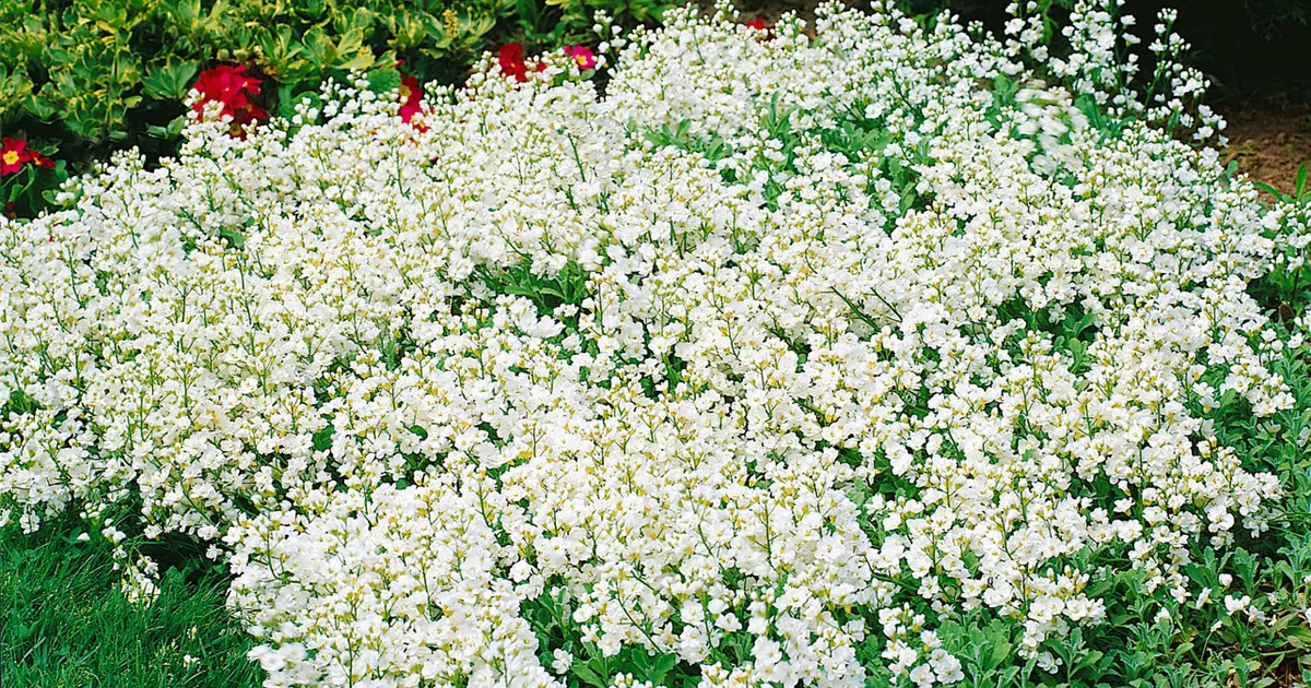 Kaukasische Gänsekresse Pflanze, Pflege & Tipps Floragard