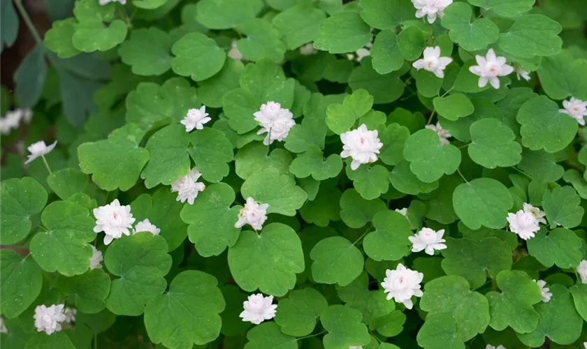 Garten-Rautenanemone 'White Bells'