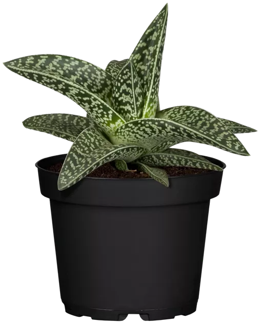 Tiger-Aloe 'Magic' Pflanze, Pflege & Tipps  Floragard