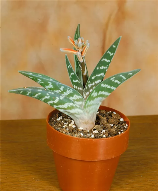 Tiger-Aloe 'Magic' Pflanze, Pflege & Tipps  Floragard