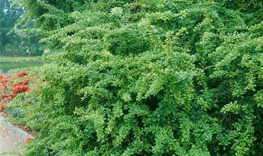 Berberitze 'Electra'
