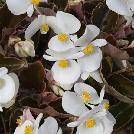Begonia Baby Wing™ Begonia Baby Wing™
