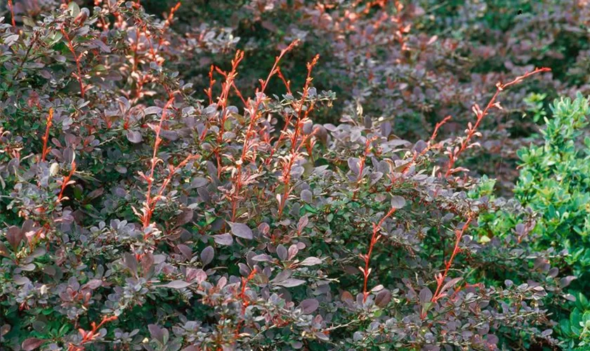 Berberitze 'Pink Attraction'