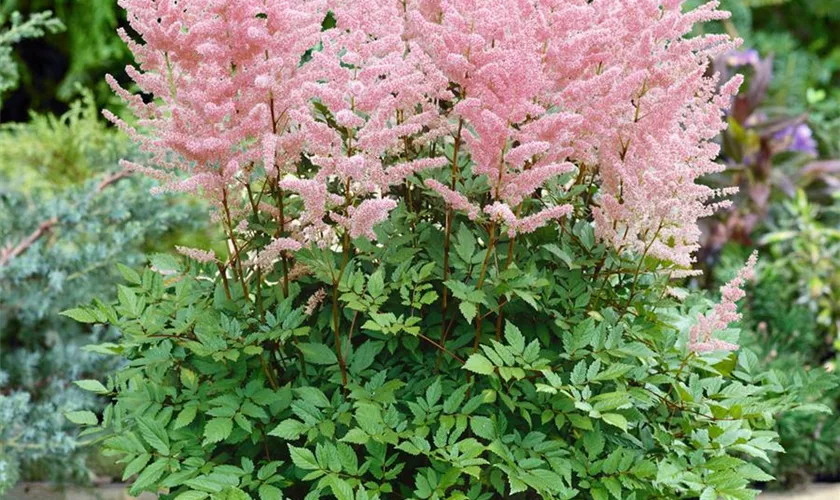 Thunbergs Garten-Prachtspiere