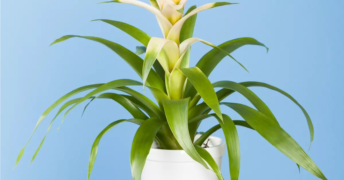 Bromelie Pflanze, Pflege & Tipps  Floragard