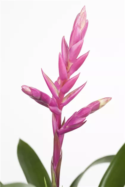 Bromelie Pflanze, Pflege & Tipps  Floragard