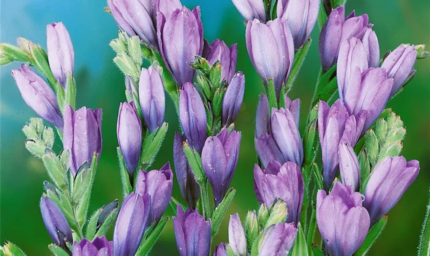 Babiana stricta