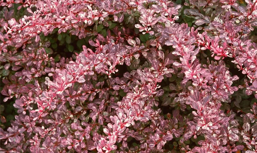 Berberitze 'Rose Glow'