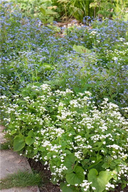 Kaukasus-Vergissmeinnicht Pflanze, Pflege & Tipps  Floragard