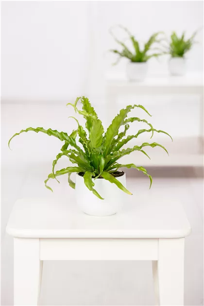 Asplenium nidus Pflanze, Pflege & Tipps  Floragard