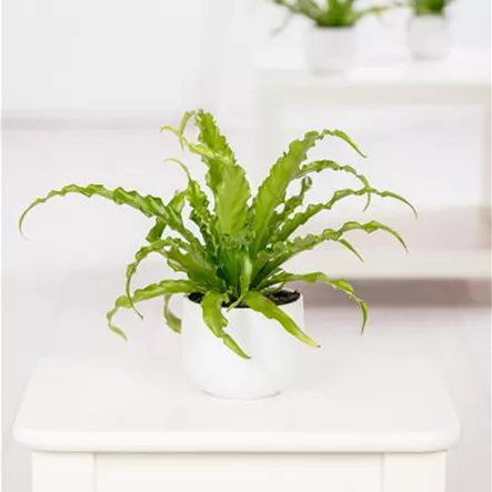 Asplenium nidus Asplenium nidus