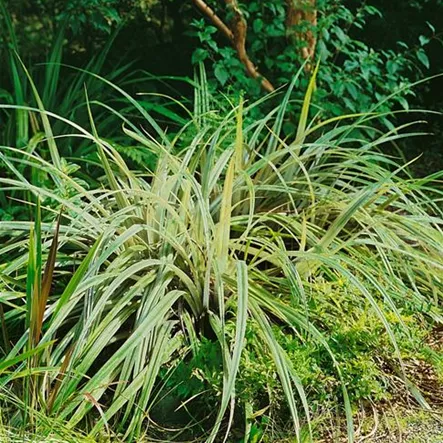 Astelia chathamica x nervosa Astelia chathamica x nervosa