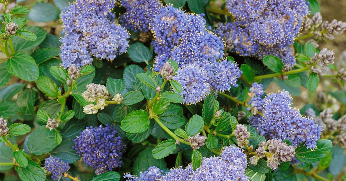 Ceanothus thyrsiflorus var. repens 'Prostata' Pflanze, Pflege & Tipps   Floragard