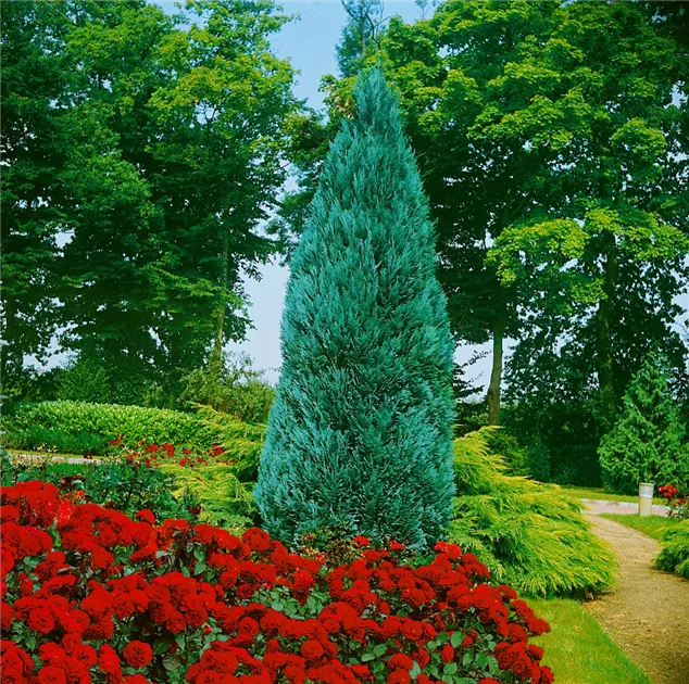 künstlich olivenbaum Künstlicher Olivenbaum 120 cm günstig online kaufen