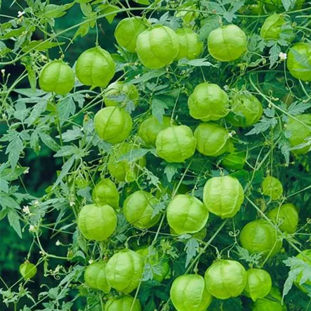 Ballonrebe Ballonrebe