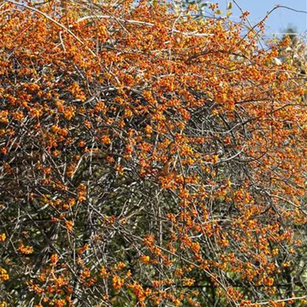 Baumwürger Baumwürger