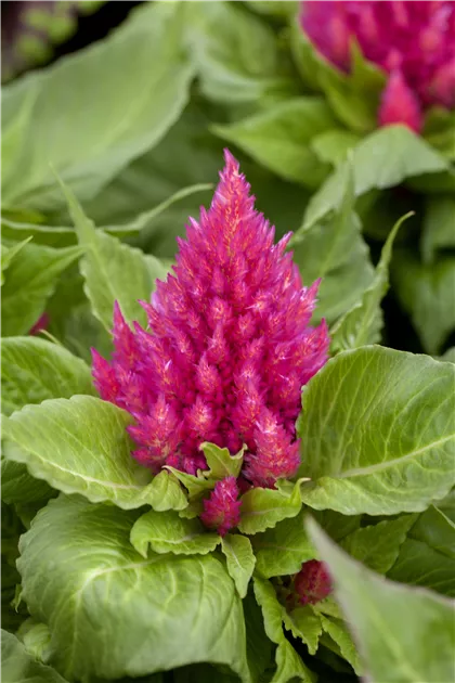 Celosie Pflanze, Pflege & Tipps  Floragard