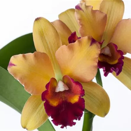 Cattleya Cattleya