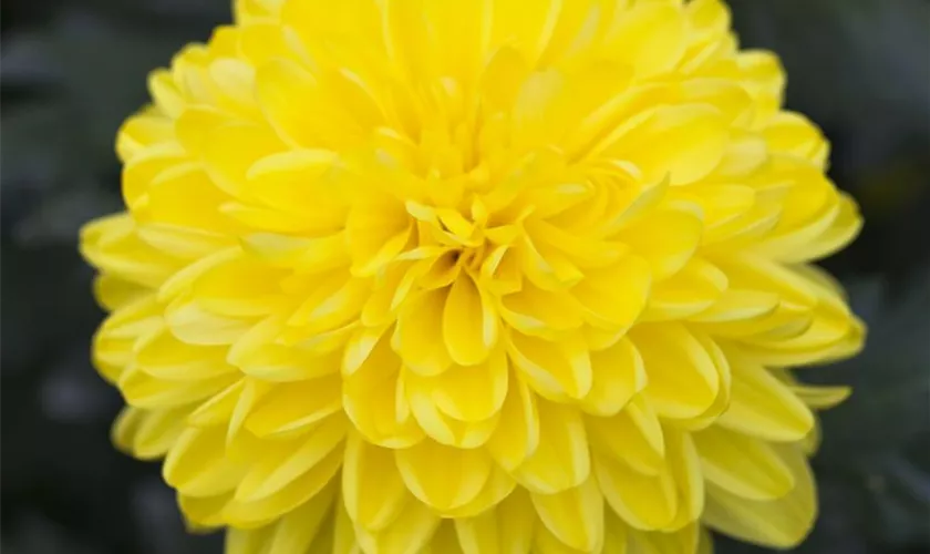 Schnitt-Chrysantheme
