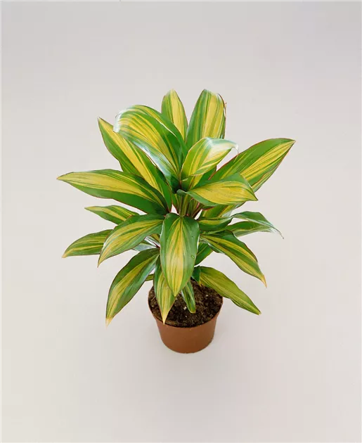 Keulenlilie Pflanze, Pflege & Tipps  Floragard