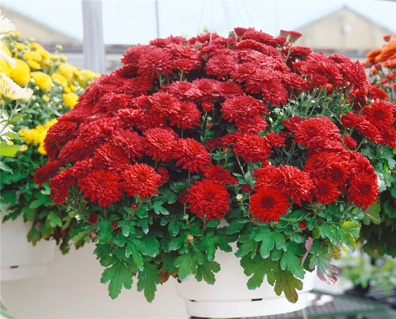 Chrysanthemum x grandiflorum, dunkelrot Pflanze, Pflege & Tipps  Floragard