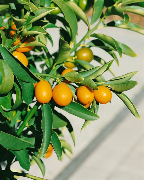 Citrus margarita, Spalier Pflanze, Pflege & Tipps  Floragard