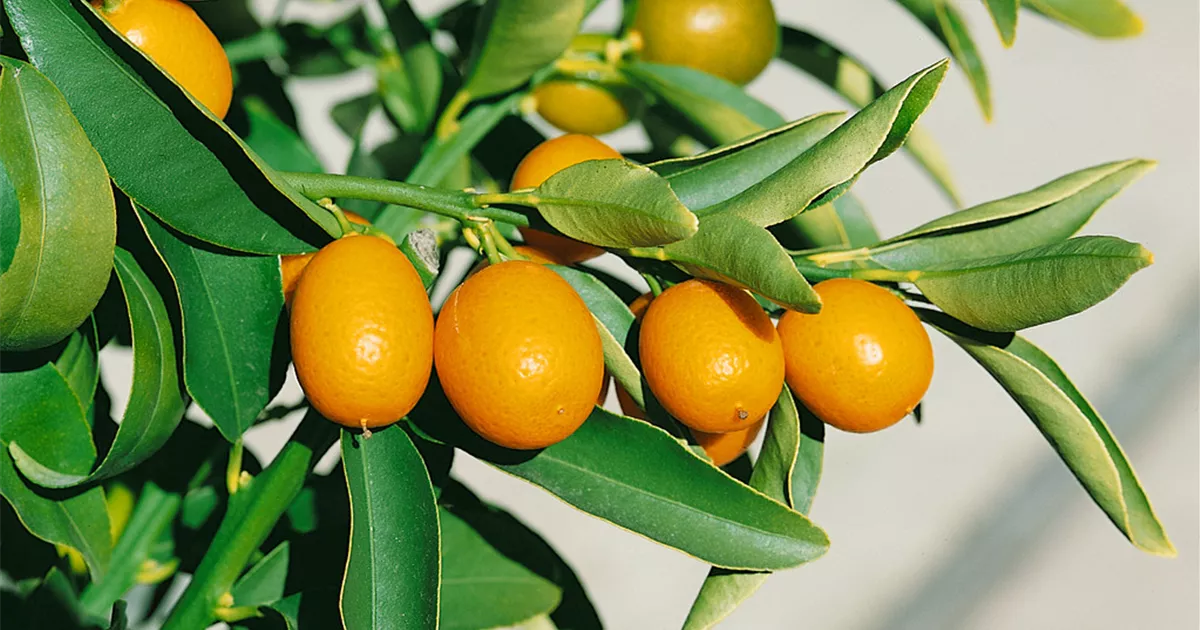 Citrus margarita, Spalier Pflanze, Pflege & Tipps  Floragard