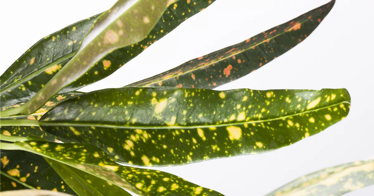 Codiaeum variegatum 'Gold Dust' Pflanze, Pflege & Tipps  Floragard