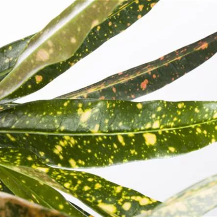 Codiaeum variegatum 'Gold Dust'