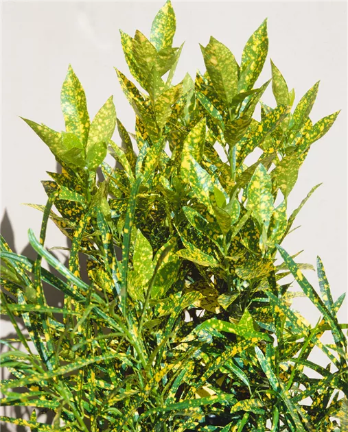 Codiaeum variegatum 'Gold Dust' Pflanze, Pflege & Tipps  Floragard