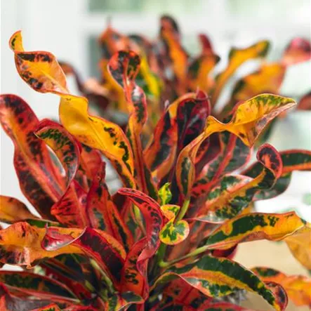 Codiaeum variegatum 'Mammy'